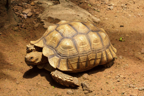 istock African Spurred Tortoise on the ground 1151620041