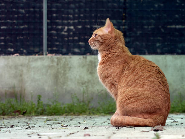 istock portrait of ginger cat 1151620072