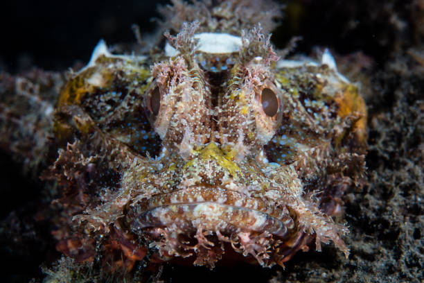 istock Scorpionfish on Black Sand in Indonesia 1151620104