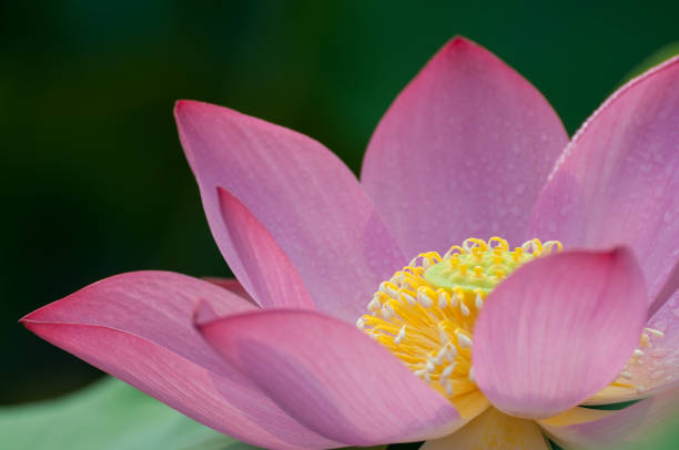 цветок лотоса - lotus root фотографии стоковые фото и изображения