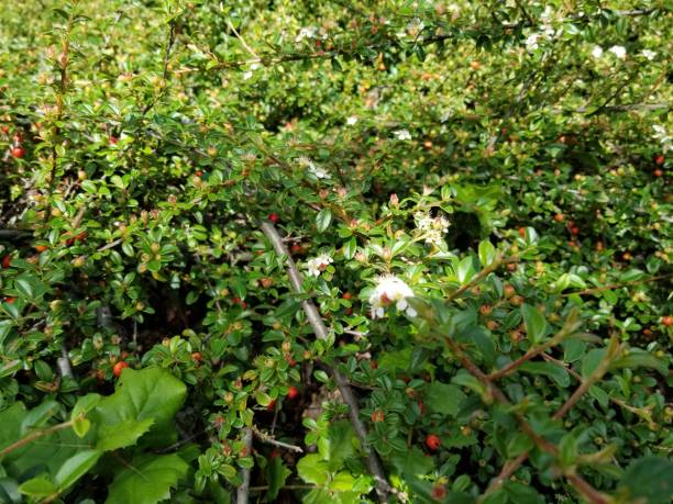 Cotoneaster Horizontalis Close-up photograph of the Rock Cotoneaster (Cotoneaster horizontalis) flowering shrub, May 23, 2019 cotoneaster horizontalis stock pictures, royalty-free photos & images