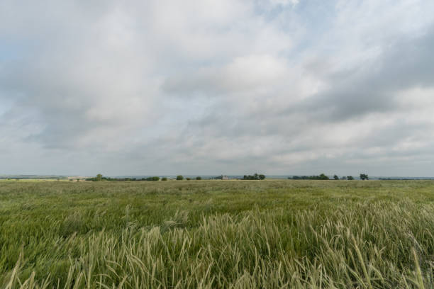 봄 서쪽 오클라호마에서 아름 다운 밀 필드 비스타 - oklahoma agriculture landscape nature 뉴스 사진 이미지