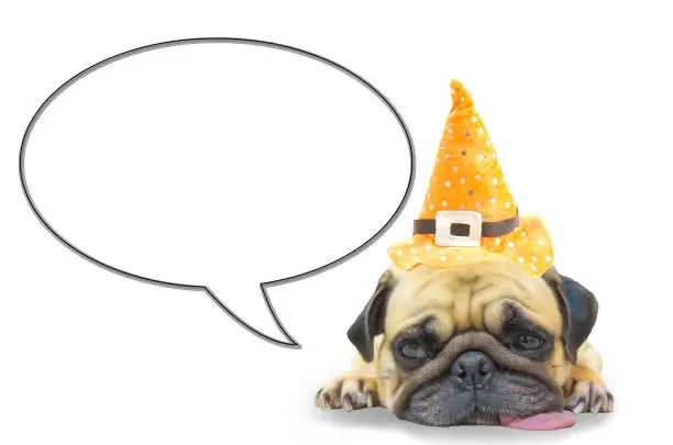 Photo of Trick or treat? Funny dog with big sad eyes and witch hat with empty speech text. Halloween party invitation.