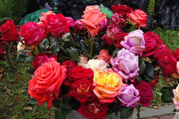 istock Bouquet of withering roses 1151623063