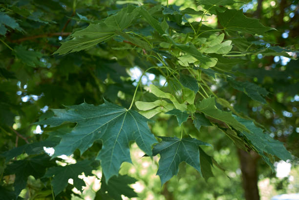이 서 platanoides - maple green maple keys tree 뉴스 사진 이미지