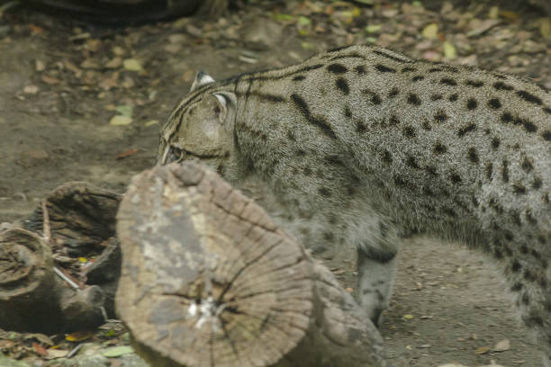 istock Fishing cat walking on the floor. 1151624213