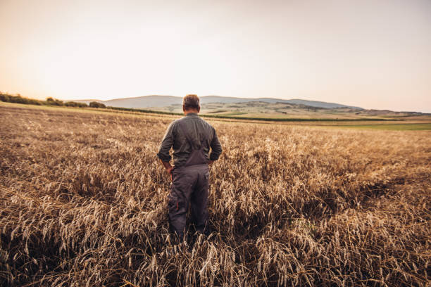 istock Senior farmer at the field 1151624324
