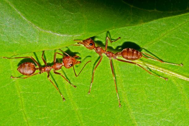 istock Closed up 2 ants on ant's nest - animal behavior. 1151625892