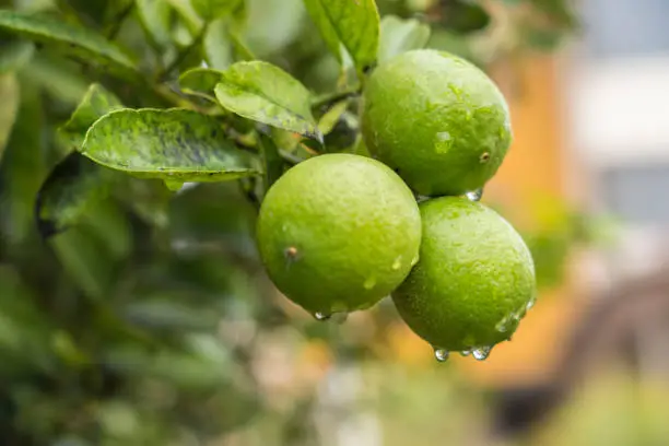 Photo of Green oranges on the tree