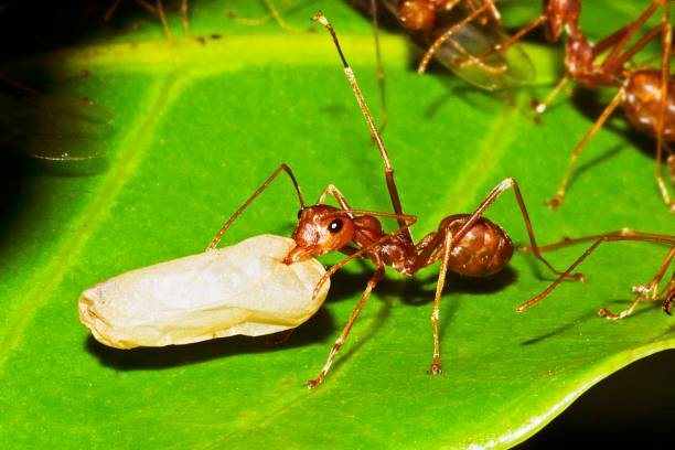 istock Closed up ant in ant's nest - animal behavior. 1151626230