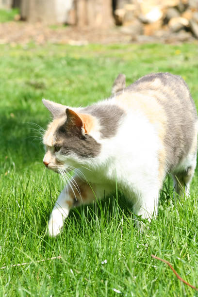istock Colorful cat walking on grass 1151626894