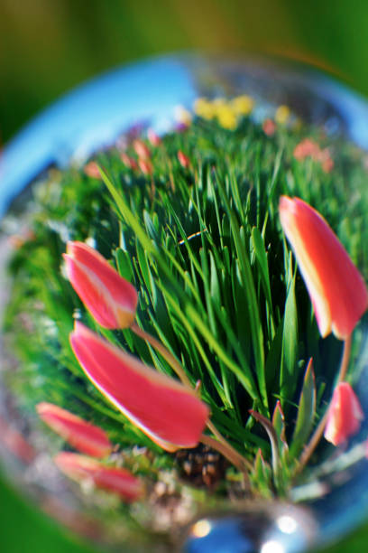 istock Tulip behind the glass ball 1151627117