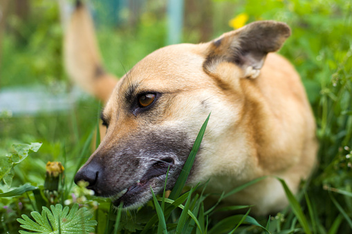 the little beautiful dog is played in the grass, the dog is eating grass to clean the stomach