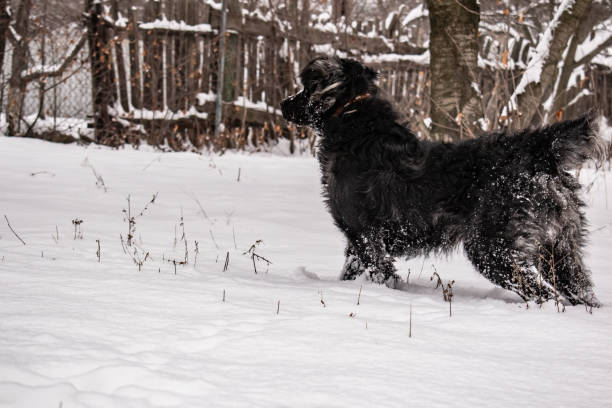 czarny pies stoczni, z kudłate włosy, retriever. zima, mroźna pogoda i dużo białego śniegu. - black labrador black dog retriever zdjęcia i obrazy z banku zdjęć