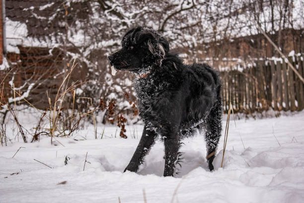 czarny pies stoczni, z kudłate włosy, retriever. zima, mroźna pogoda i dużo białego śniegu. - black labrador black dog retriever zdjęcia i obrazy z banku zdjęć