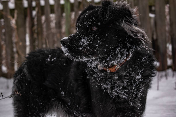 czarny pies stoczni, z kudłate włosy, retriever. zima, mroźna pogoda i dużo białego śniegu. - black labrador black dog retriever zdjęcia i obrazy z banku zdjęć