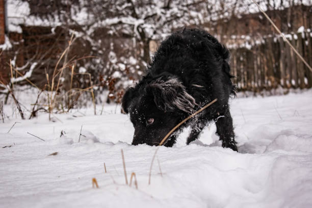 czarny pies stoczni, z kudłate włosy, retriever. zima, mroźna pogoda i dużo białego śniegu. - black labrador black dog retriever zdjęcia i obrazy z banku zdjęć