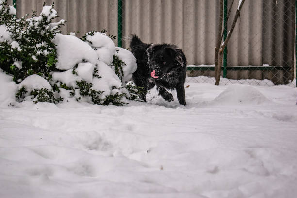 czarny pies stoczni, z kudłate włosy, retriever. zima, mroźna pogoda i dużo białego śniegu. - black labrador black dog retriever zdjęcia i obrazy z banku zdjęć