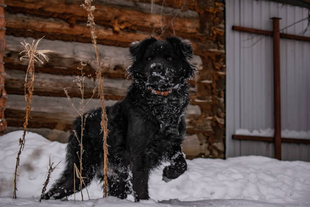 czarny pies stoczni, z kudłate włosy, retriever. zima, mroźna pogoda i dużo białego śniegu. - black labrador black dog retriever zdjęcia i obrazy z banku zdjęć