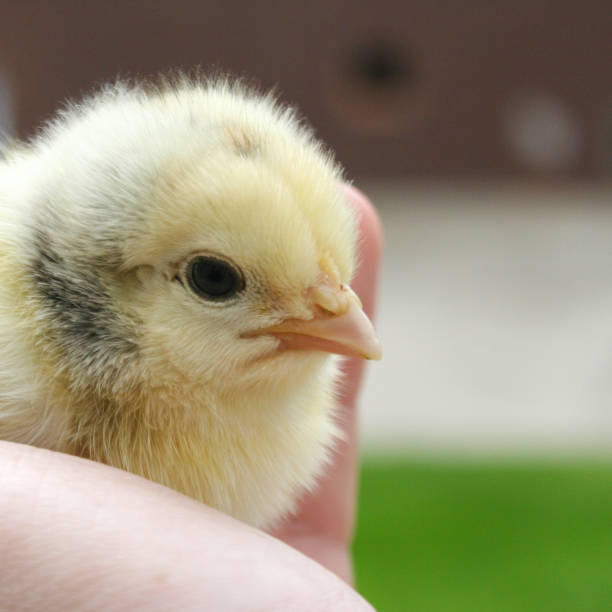 istock The man holds a chicken in his hands. Selective focus. nature. Grass background 1151628600
