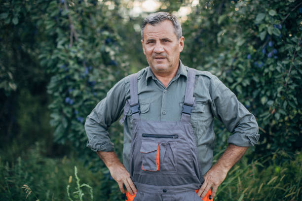 istock Senior farmer in plum orchard 1151628713