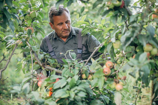 istock Senior farmer in apple orchard picking apples 1151628802
