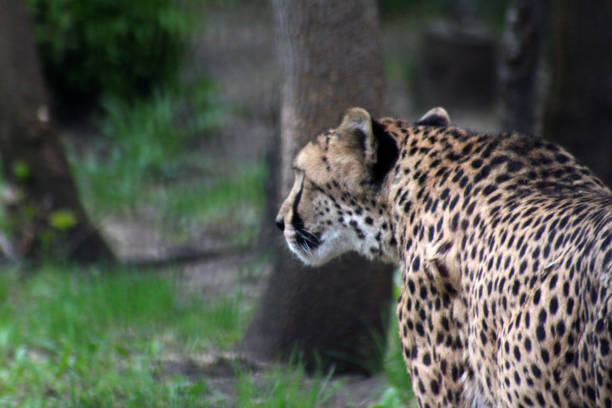 istock portrait of young leopard 1151629085