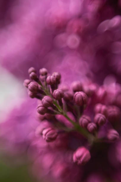 istock purple lilac flowers 1151629346