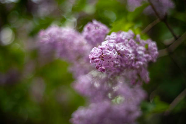 lavender lilac flowers