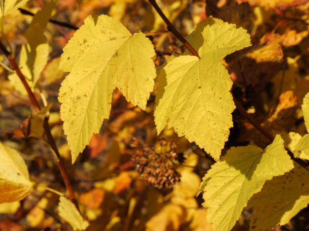 istock Autumn landscape. Yellow autumn leaves 1151629427