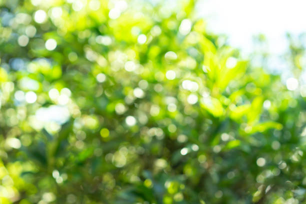 abstract blurred leaves in nature forest with sunny and bokeh light  at  public park horizontal background