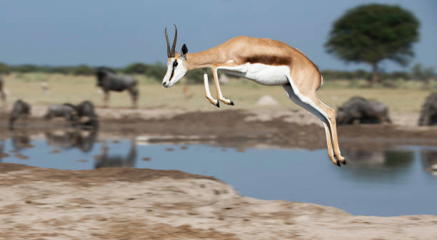 Springbok in mid-air, pronking Pronking means "to show off" in Afrikaans. It is uncertain why springbok do this, but the most accepted theory is that it is a method to raise alarm against a potential predator or confuse it, or to get a better view of a concealed predator. springbok gazelle antelope botswana stock pictures, royalty-free photos & images