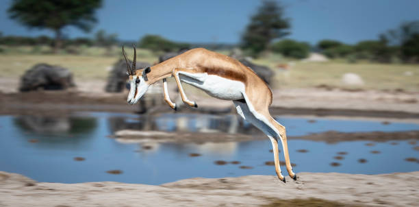 istock Springbok in mid-air, pronking 1151630510