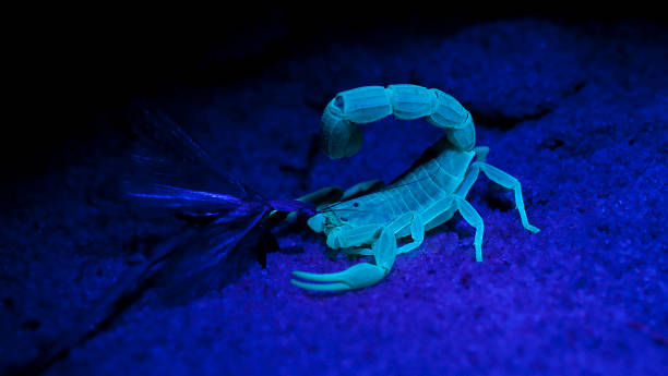 istock A scorpion having just killed a moth with its sting. 1151630634