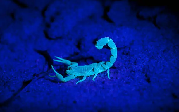 the exoskeleton of a scorpion fluoresces under ultraviolet light.