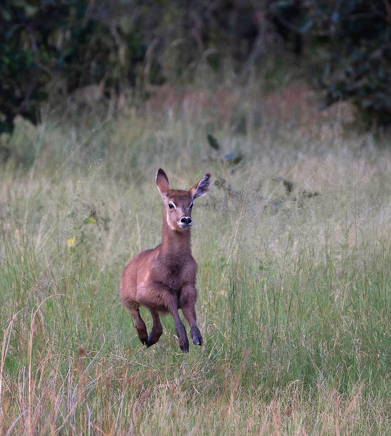 istock Waterbuck foal, running through grass 1151630694