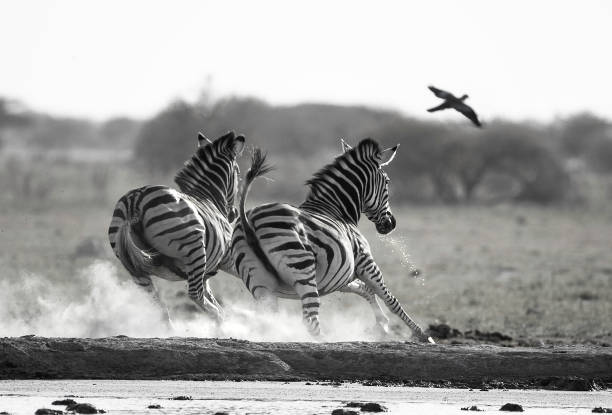 istock Two zebra running away from the camera kicking up dust 1151630860