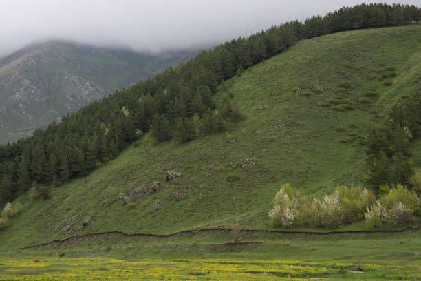 istock Green mountains and trees in the clouds. rainy spring day. 1151631571
