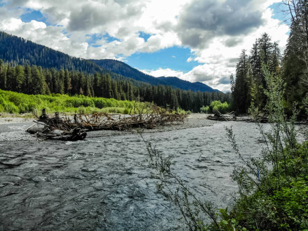 istock Hoh river in Washington's Olympic Peninsula 1151632082