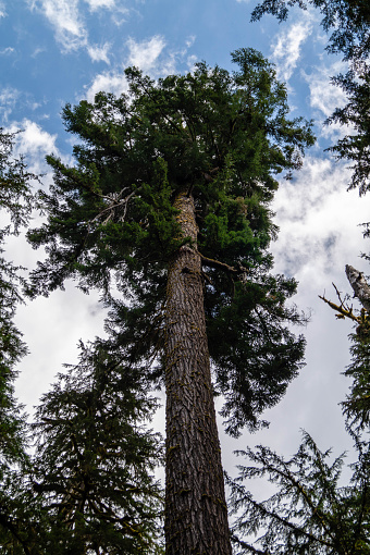 A massive Douglas Fir tree growing in Washington state