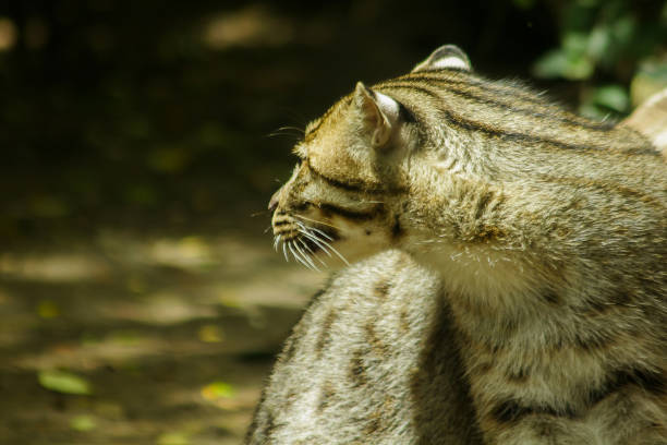 Fall semester, one cat in the forest from Istanbul