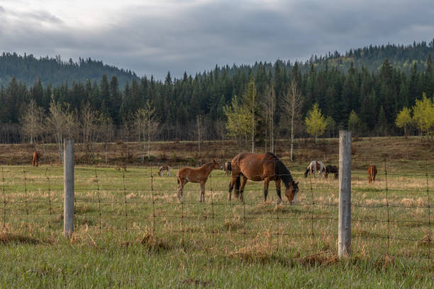 istock Horses on the Stoney Indian Reserve at Morley 1151632796