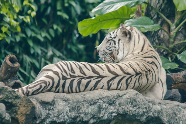 istock White tiger lying on the rock. 1151633246