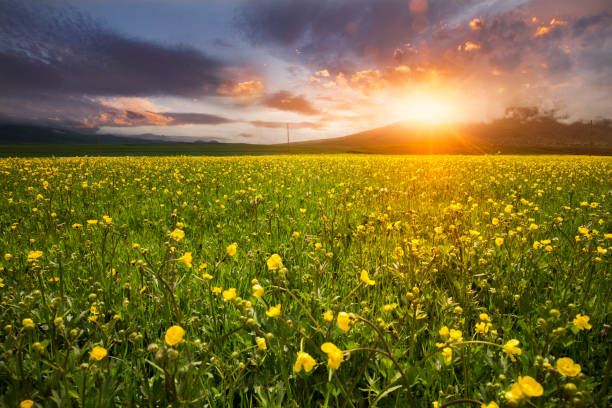istock Green field with yellow flowers. Beautiful sunsset. 1151633360