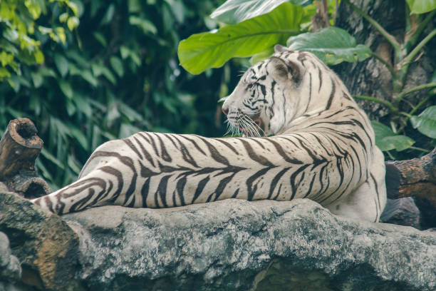 istock White tiger lying on the rock. 1151633411