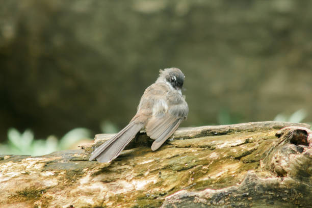 istock Oriental magpie robin on the tree in nature. 1151633804