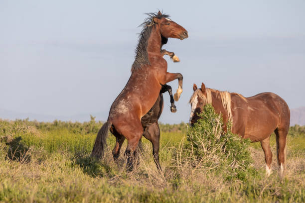 istock Wild Horse Stallions Sparring  in Utah 1151634615