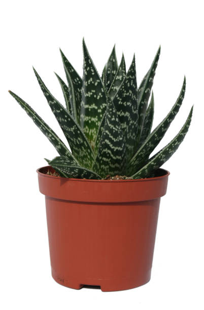 istock Close up aloe vera plant in plastic pot 1151634660