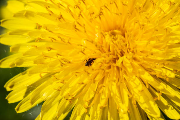istock Top view of yellow dandelion flower at spring 1151634741