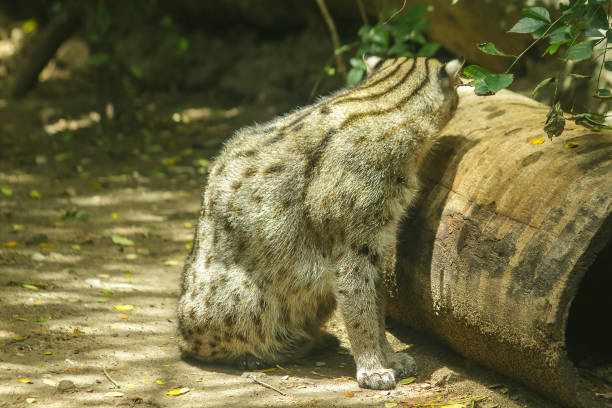 istock Fishing cat sitting on the floor. 1151634808